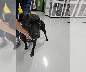 American Pit Bull Terrier-Labrador Retriever Mix Dogs for adoption in Temple, TX, USA
