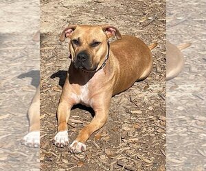 American Pit Bull Terrier-Unknown Mix Dogs for adoption in Oakhurst, NJ, USA