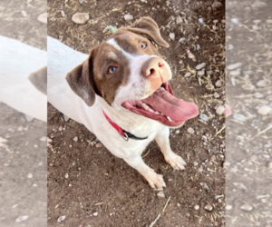 Pointer Dogs for adoption in Williamsburg, NM, USA