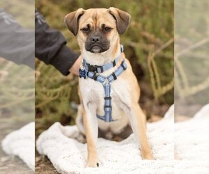 Puggle Dogs for adoption in Corona, CA, USA