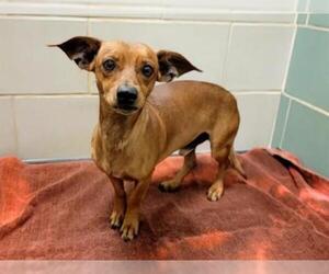 Chiweenie Dogs for adoption in Plano, TX, USA