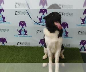 Akita Dogs for adoption in Orlando, FL, USA