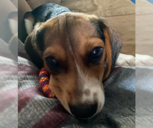 Beagle Dogs for adoption in Brooklyn Center, MN, USA