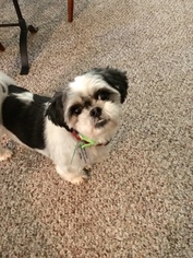 Shih Tzu Dogs for adoption in Parker Ford, PA, USA