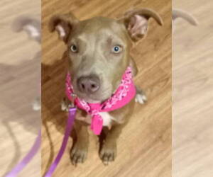 Mutt Dogs for adoption in Frankston, TX, USA