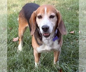 Bagle Hound Dogs for adoption in Batavia, OH, USA
