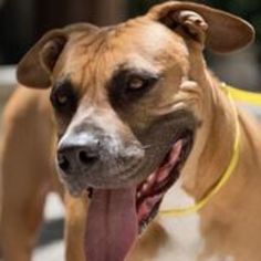 American Bulldog-Unknown Mix Dogs for adoption in Key Largo, FL, USA