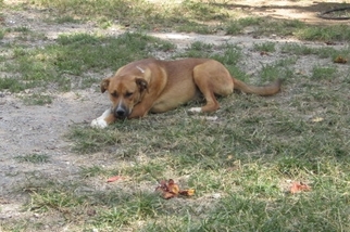 Mastiff Dogs for adoption in Rutledge, TN, USA