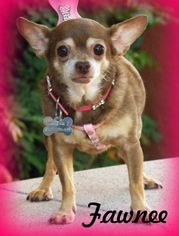 Chihuahua-Unknown Mix Dogs for adoption in Anaheim Hills, CA, USA