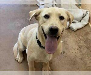 Labrador Retriever Dogs for adoption in Santa Fe, NM, USA