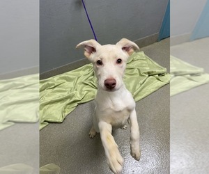 Golden Retriever-Unknown Mix Dogs for adoption in Las Vegas, NV, USA