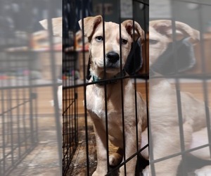 Mountain Cur-Unknown Mix Dogs for adoption in New London, WI, USA