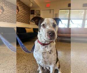 Mutt Dogs for adoption in Pompano Beach , FL, USA