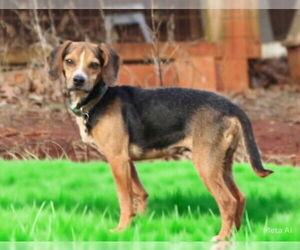 Beagle-Unknown Mix Dogs for adoption in Rustburg, VA, USA