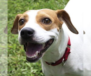 Beagle-Unknown Mix Dogs for adoption in Canton, CT, USA