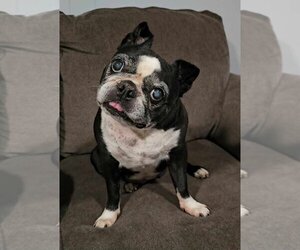 Boston Terrier Dogs for adoption in Newcastle, OK, USA