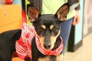 Chipin Dogs for adoption in Claremore, OK, USA