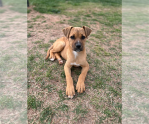 Mastiff-Staffordshire Bull Terrier Mix Dogs for adoption in Holly Springs, NC, USA
