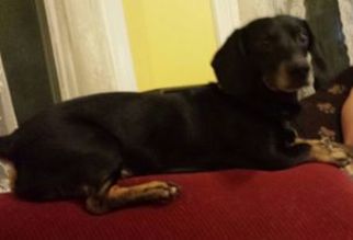 Dachshund Dogs for adoption in Iroquois, IL, USA