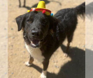 Labrador Retriever-Unknown Mix Dogs for adoption in Calgary, Alberta, Canada