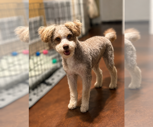 Poodle (Miniature)-Unknown Mix Dogs for adoption in San Diego , CA, USA