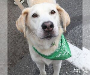 Labrador Retriever-Unknown Mix Dogs for adoption in Washington, DC, USA