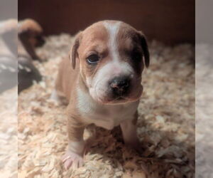 Mutt Dogs for adoption in Vail, AZ, USA