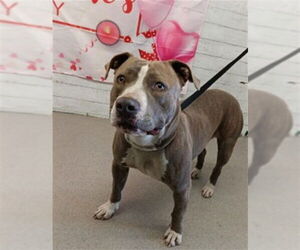 Mutt Dogs for adoption in San Bernardino, CA, USA