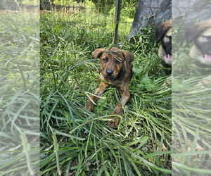 Plott Hound-Unknown Mix Dogs for adoption in Tracy City, TN, USA