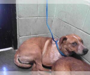 American Pit Bull Terrier-Unknown Mix Dogs for adoption in Tulsa, OK, USA