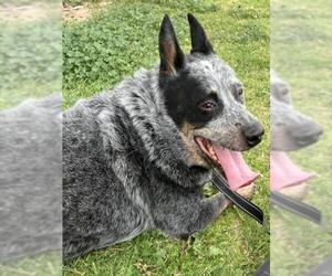 Mutt Dogs for adoption in Las Vegas, NV, USA