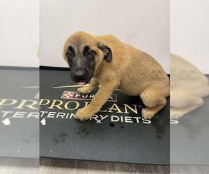 German Shepherd Dog-Unknown Mix Dogs for adoption in Imlay City, MI, USA