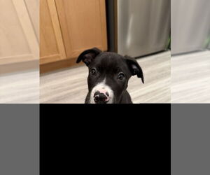 American Pit Bull Terrier-Unknown Mix Dogs for adoption in Berkeley, CA, USA