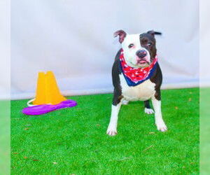 Staffordshire Bull Terrier-Unknown Mix Dogs for adoption in Sanford, FL, USA