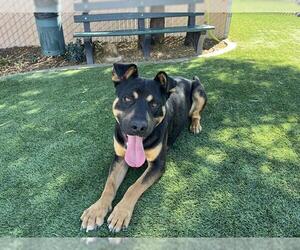 Shepweiller Dogs for adoption in Corona, CA, USA