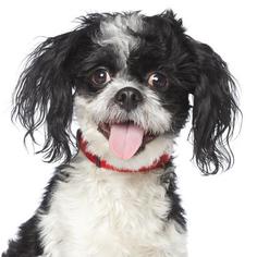 Lhasa Apso Dogs for adoption in West Hollywood, CA, USA
