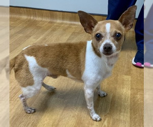 Chihuahua Dogs for adoption in Mount Airy, NC, USA