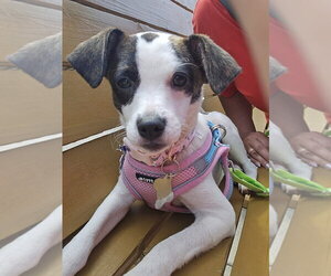 Parson Russell Terrier-Rat Terrier Mix Dogs for adoption in Sanford, FL, USA