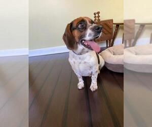 Beagle Dogs for adoption in Greenbelt, MD, USA