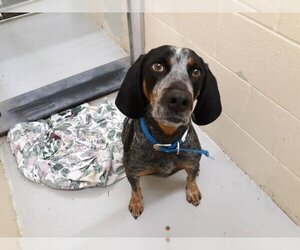 Bluetick Coonhound-Unknown Mix Dogs for adoption in Lawrence, KS, USA