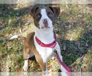 American Pit Bull Terrier Dogs for adoption in Tallahassee, FL, USA