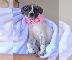 Australian Shepherd-Unknown Mix Dogs for adoption in McKinney, TX, USA