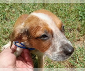 Black Mouth Cur-Unknown Mix Dogs for adoption in McKinney, TX, USA