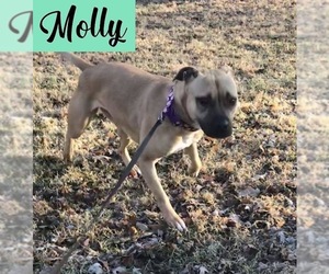 Bullboxer Pit Dogs for adoption in Mooresville, IN, USA