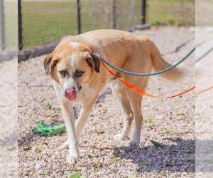 Anatolian Shepherd-Unknown Mix Dogs for adoption in Waco, TX, USA