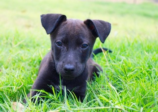 Medium Photo #1 Labrador Retriever-Unknown Mix Puppy For Sale in Von Ormy, TX, USA