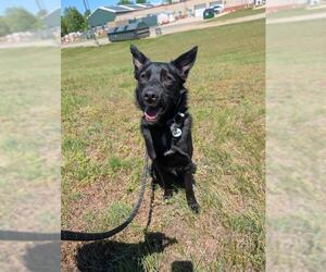 German Shepherd Dog Dogs for adoption in Forestville, MD, USA