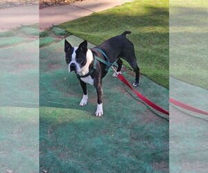 Boston Terrier Dogs for adoption in Huntington Beach, CA, USA