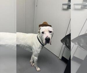 Mutt Dogs for adoption in Fort Collins, CO, USA