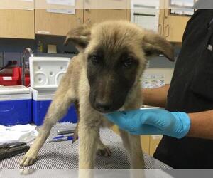 German Shepherd Dog Dogs for adoption in Riverside, CA, USA